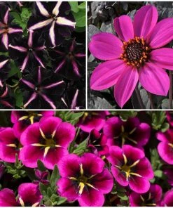 Roots Plants 12 Annuals For Hanging Baskets | The Dark Side Of The Moon Collection | Calibrachoa, Petunia & Dahlia Dahlias