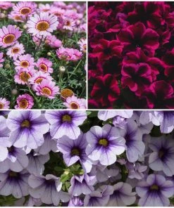 Roots Plants 12 Long Flowering Annuals For Pots | The Endless Summer Collection | Argyranthemum, Calibrachoa & Petunias All Annual Bedding