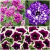Roots Plants 12 Trailing Annuals | The Best Petunias For Hanging Baskets All Annual Bedding