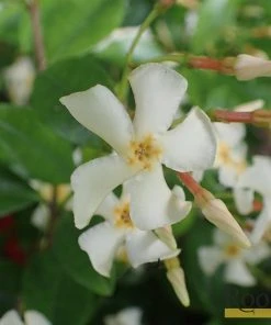 Roots Plants Chinese Jasmine | Trachelospermum 'Asiaticum' | On A 90cm Cane In A 3L Pot
