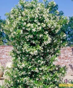 Roots Plants Chinese Jasmine | Trachelospermum 'Asiaticum' | On A 90cm Cane In A 3L Pot