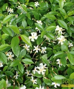 Roots Plants Chinese Jasmine | Trachelospermum 'Asiaticum' | On A 90cm Cane In A 3L Pot