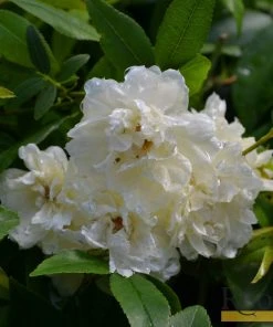 Roots Plants Rosa Banksiae 'Alba Plena' | Rambling Rose | On A 90cm Cane In A 3L Pot Other Climbing Plants
