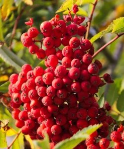 Roots Plants Cut-Leaf Mountain Ash Tree | Sorbus Asplenifolia