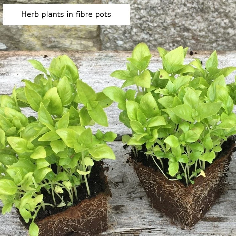 Roots Plants Herbs 3 Organic Comfrey Plants | The Perfect Companion Plant 6 Roots Plants Herbs 3 Organic Comfrey Plants | The Perfect Companion Plant