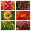 Roots Plants Perennials Red Yellow & Orange Perennial Plants Collection | Summer Flame Collection
