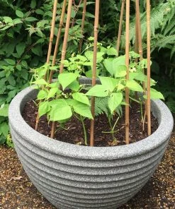 Roots Plants 20 Best French Bean Plants Collection | Growers Choice 10 Roots Plants 20 Best French Bean Plants Collection | Growers Choice