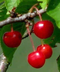 Roots Plants Fruits Burlat' Cherry Tree