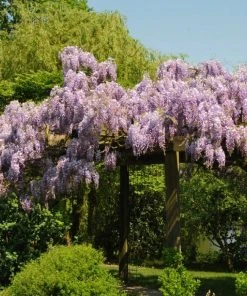 Roots Plants Wisteria Sinensis 'Prolific' | On A 90cm Cane In A 3L Pot