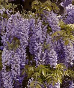 Roots Plants Wisteria Sinensis | Chinese Wisteria | On A 90cm Cane In A 3L Pot