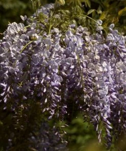 Roots Plants Wisteria Sinensis 'Prolific' | On A 90cm Cane In A 3L Pot