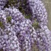 Roots Plants Wisteria Floribunda | On A 90cm Cane In A 3L Pot