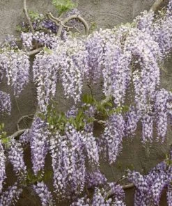 Roots Plants Wisteria Floribunda | On A 90cm Cane In A 3L Pot
