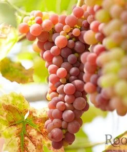 Roots Plants 60cm Vitis 'Crimson Seedless' Outdoor Grape Vine | On A 90cm Cane In A 3L Pot