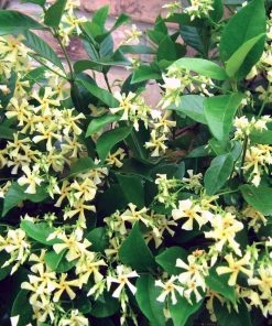 Roots Plants Yellow Star Jasmine | Trachelospermum 'Star Of Tuscany' | On A 90cm Cane In A 3L Pot