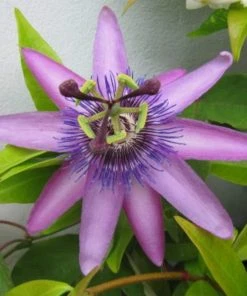 Roots Plants Passiflora 'Lavender Lady' | Passion Flower | On A 90cm Cane In A 3L Pot Other Climbing Plants