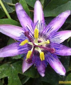Roots Plants Passiflora 'Lavender Lady' | Passion Flower | On A 90cm Cane In A 3L Pot Other Climbing Plants