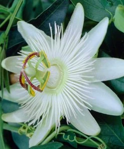 Roots Plants Passiflora 'Constance Elliott' | Passion Flower | On A 90cm Cane In A 3L Pot