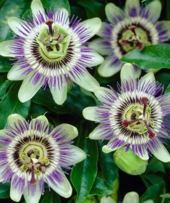 Roots Plants Passiflora 'Caerulea' | Passion Flower | On A 90cm Cane In A 3L Pot