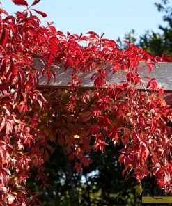 Roots Plants Virginia Creeper | Parthenocissus 'Quinquefolia' | On A 90cm Cane In A 3L Pot Other Climbing Plants