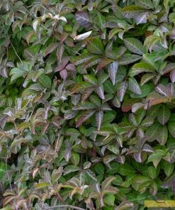 Roots Plants Parthenocissus 'Henryana' | Chinese Virginia Creeper | On A 90cm Cane In A 3L Pot Other Climbing Plants