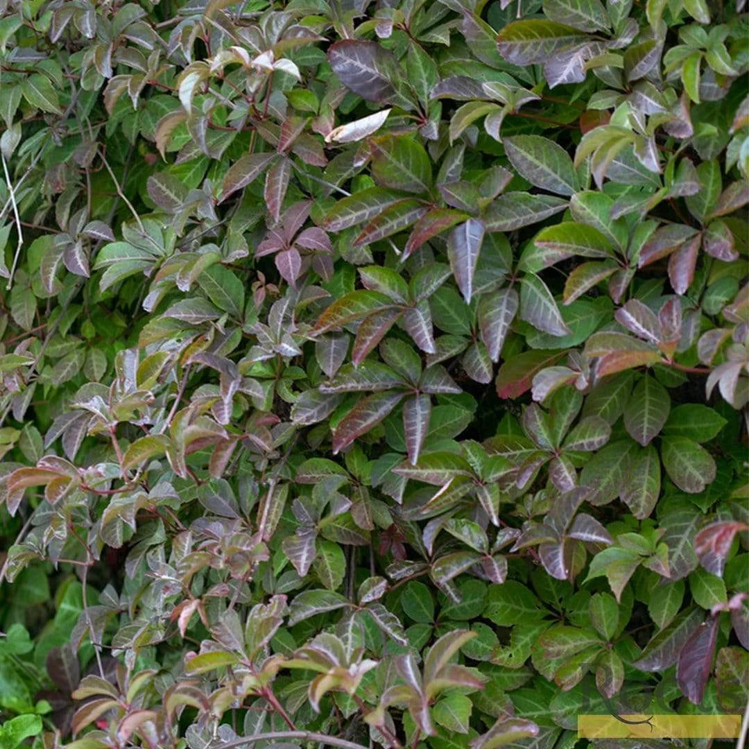 Roots Plants Parthenocissus 'Henryana' | Chinese Virginia Creeper | On A 90cm Cane In A 3L Pot Other Climbing Plants 3 Roots Plants Parthenocissus 'Henryana' | Chinese Virginia Creeper | On A 90cm Cane In A 3L Pot Other Climbing Plants