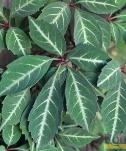 Roots Plants Parthenocissus 'Henryana' | Chinese Virginia Creeper | On A 90cm Cane In A 3L Pot Other Climbing Plants