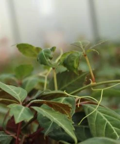 Roots Plants Parthenocissus 'Henryana' | Chinese Virginia Creeper | On A 90cm Cane In A 3L Pot Other Climbing Plants 7 Roots Plants Parthenocissus 'Henryana' | Chinese Virginia Creeper | On A 90cm Cane In A 3L Pot Other Climbing Plants