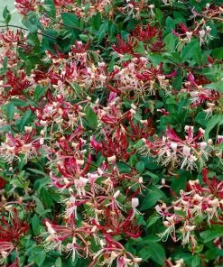 Roots Plants Honeysuckle 'Serotina' | Lonicera Periclymenum | On A 90cm Cane In A 3L Pot