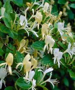 Roots Plants Honeysuckle 'Halliana' | Lonicera Japonica | On A 90cm Cane In A 3L Pot