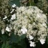 Roots Plants Hydrangea 'Petiolaris' | On A 90cm Cane In A 3L Pot
