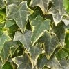 Roots Plants Ivy Hedera 'Helix Goldchild' | On A 90cm Cane In A 3L Pot