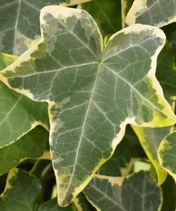 Roots Plants Ivy Hedera 'Helix Goldchild' | On A 90cm Cane In A 3L Pot