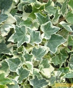 Roots Plants Hedera 'Clotted Cream' | On A 90cm Cane In A 3L Pot Ivy