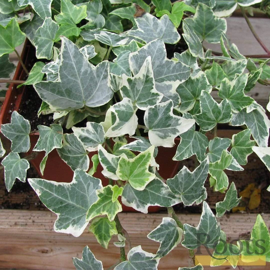 Roots Plants Hedera 'Clotted Cream' | On A 90cm Cane In A 3L Pot Ivy 4 Roots Plants Hedera 'Clotted Cream' | On A 90cm Cane In A 3L Pot Ivy