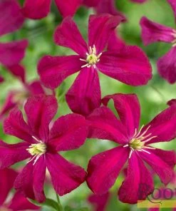 Roots Plants Clematis Viticella 'Madame Julia Corevon'| On A 90cm Cane In A 3L Pot