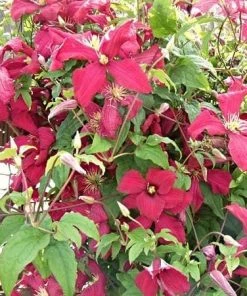 Roots Plants Clematis Viticella 'Madame Julia Corevon'| On A 90cm Cane In A 3L Pot