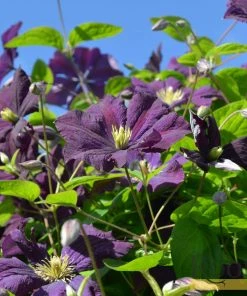 Roots Plants Clematis Viticella 'Etoile Violette' | On A 90cm Cane In A 3L Pot