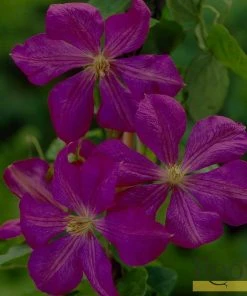 Roots Plants Clematis Viticella 'Etoile Violette' | On A 90cm Cane In A 3L Pot 10 Roots Plants Clematis Viticella 'Etoile Violette' | On A 90cm Cane In A 3L Pot