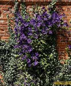 Roots Plants Clematis Viticella 'Etoile Violette' | On A 90cm Cane In A 3L Pot 11 Roots Plants Clematis Viticella 'Etoile Violette' | On A 90cm Cane In A 3L Pot