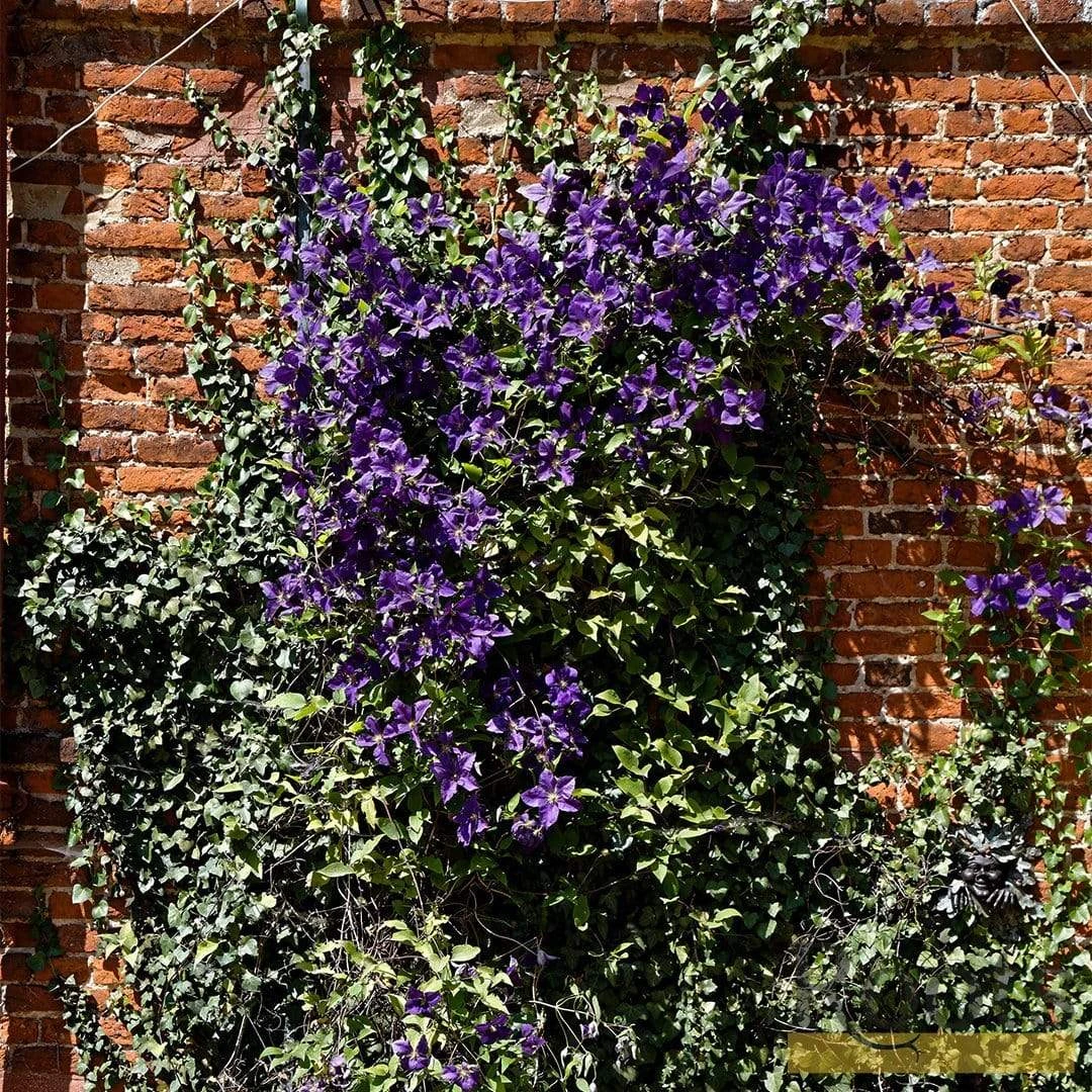 Roots Plants Clematis Viticella 'Etoile Violette' | On A 90cm Cane In A 3L Pot 6 Roots Plants Clematis Viticella 'Etoile Violette' | On A 90cm Cane In A 3L Pot