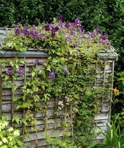 Roots Plants Clematis Viticella 'Etoile Violette' | On A 90cm Cane In A 3L Pot 12 Roots Plants Clematis Viticella 'Etoile Violette' | On A 90cm Cane In A 3L Pot