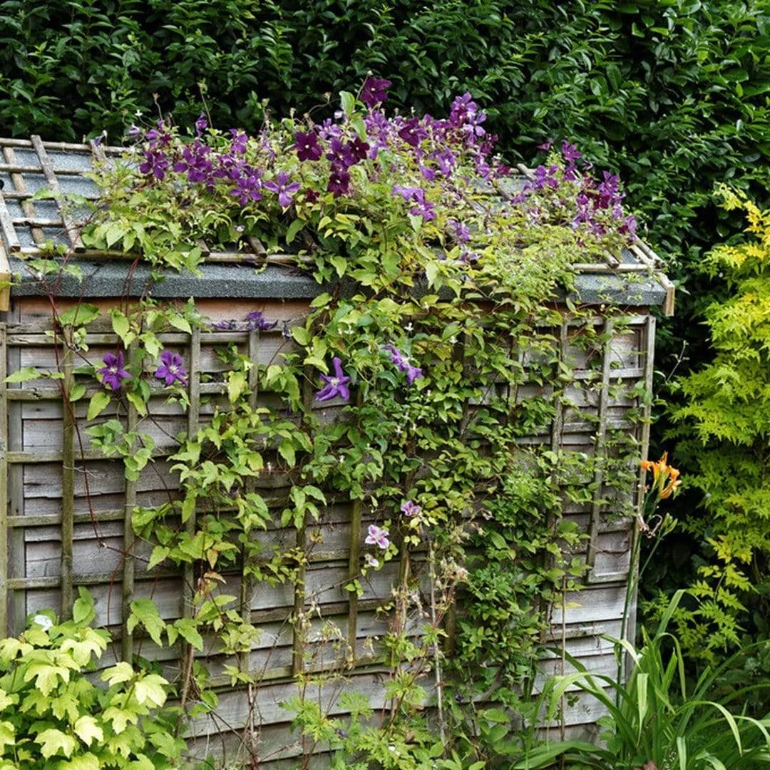 Roots Plants Clematis Viticella 'Etoile Violette' | On A 90cm Cane In A 3L Pot 7 Roots Plants Clematis Viticella 'Etoile Violette' | On A 90cm Cane In A 3L Pot