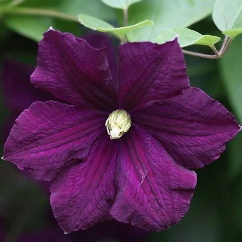 Roots Plants Clematis Viticella 'Etoile Violette' | On A 90cm Cane In A 3L Pot 8 Roots Plants Clematis Viticella 'Etoile Violette' | On A 90cm Cane In A 3L Pot