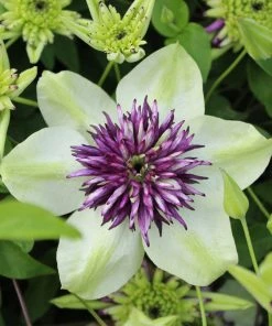 Roots Plants Sales Shop 9 Roots Plants Clematis 'Vienetta' | On A 90cm Cane In A 3L Pot