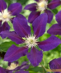 Roots Plants Clematis 'The Vagabond' | On A 90cm Cane In A 3L Pot