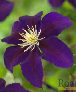 Roots Plants Clematis 'The Vagabond' | On A 90cm Cane In A 3L Pot 9 Roots Plants Clematis 'The Vagabond' | On A 90cm Cane In A 3L Pot