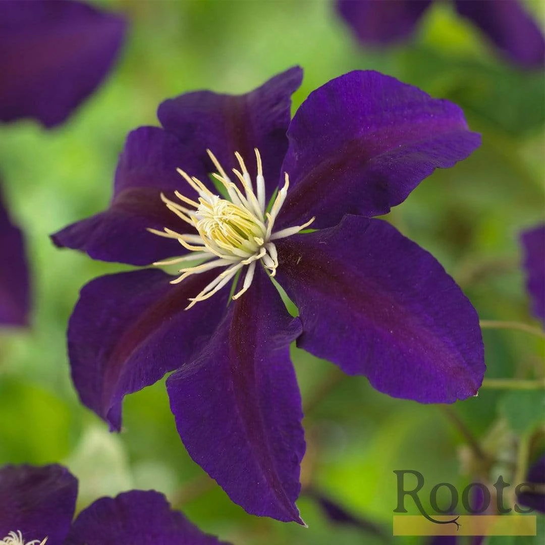 Roots Plants Clematis 'The Vagabond' | On A 90cm Cane In A 3L Pot 6 Roots Plants Clematis 'The Vagabond' | On A 90cm Cane In A 3L Pot