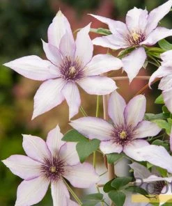 Roots Plants Clematis 'Samaritan Jo' | On A 90cm Cane In A 3L Pot