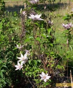 Roots Plants Clematis 'Samaritan Jo' | On A 90cm Cane In A 3L Pot 8 Roots Plants Clematis 'Samaritan Jo' | On A 90cm Cane In A 3L Pot